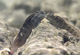 <i>Istiblennius edentulus</i> species of fish