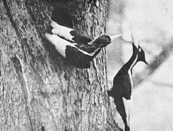 Ivory-billed woodpecker