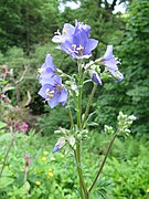 Jacob's Ladder or Greek valerian (Polemonium caeruleum).jpg