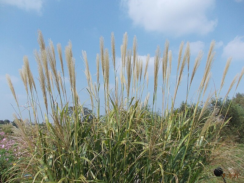 File:Japanese silver grasses in Tamagawa dry riverbed.jpg