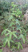 Jatropha sp. - plant (4669324530).jpg