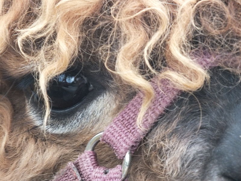 File:Jesmond Dene Pet Alpacas 1125.JPG