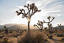 Joshua tree in golden hour (49623641996).jpg