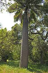 Jubaea chilensis growing in Goleta, California