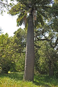 Jubaea chilensis growing in Goleta, California