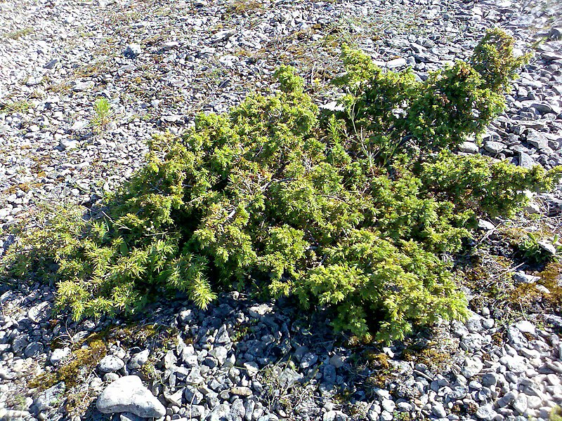 File:Juniperus communis alpina.jpg