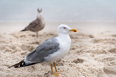 Juvenile and adult yellow-legged gulls (Larus michahellis), Playa de Rodas, Ciés Islands, Spain