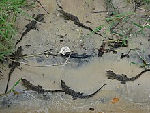 A grouping of yearling baby Nile crocodiles Juvenile Nile Crocodiles (14345392644).jpg