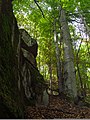 Kékes Forest Reservat – en af de resterende primære skove i Europa