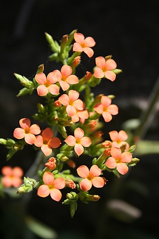 Fortune Salaire Mensuel de Kalanchoe Crenata Combien gagne t il d argent ? 1 000,00 euros mensuels