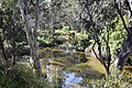 English: Maribyrnong River near Keilor, Victoria