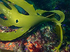 Kelp at Dalgleish bamk