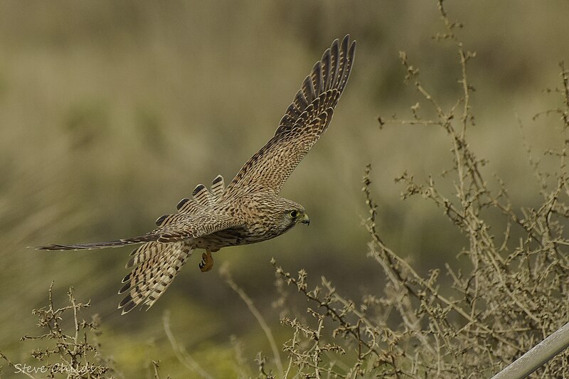 File:Kestrel - Malaga.jpg