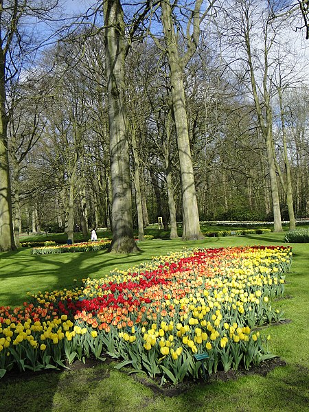 File:Keukenhof - panoramio (163).jpg