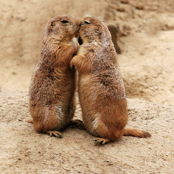 File:Kissing Prairie dog edit 31.jpg