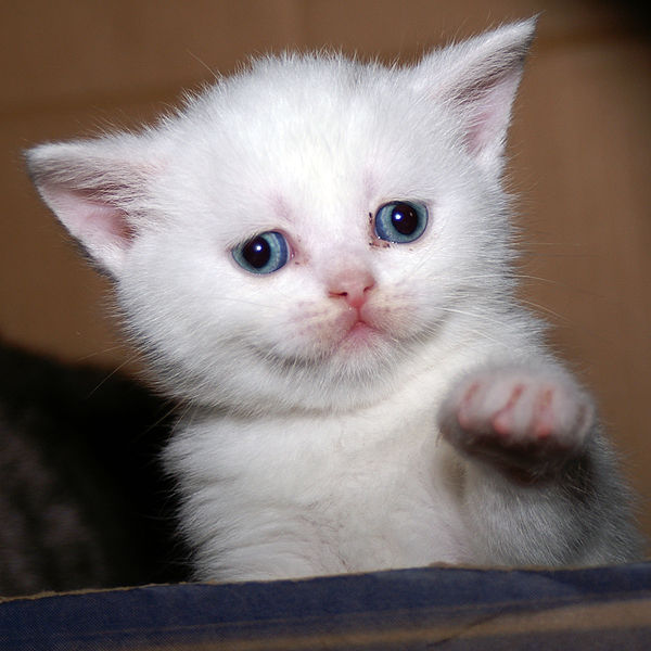 File:Kitten4 (4615870366).jpg