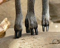 The hooves seen close-up Klipspringer (Oreotragus oreotragus) feet.jpg