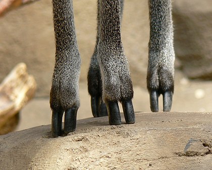 The hooves seen close-up