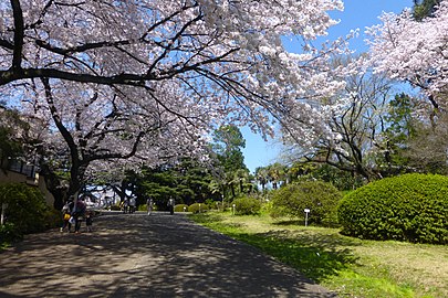 Ботаничка башта Коишикава