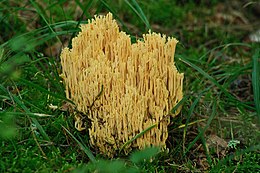 Krūmiškasis šakočius (Ramaria flava)