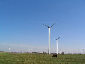 Cow with wind turbines, Dithmarschen.