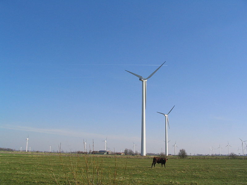 File:Kuh vor Windrädern.JPG