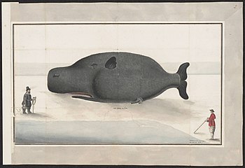 A stranded whale