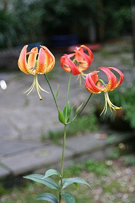 Lilium pyrophilum