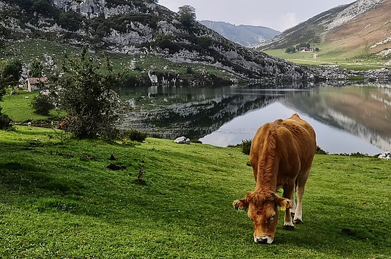 Lake Enol, one of the Lakes of Covadonga, inside the Picos de Europa National Park. Photograph: Pacodonderis