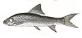 Labeo microphthalmus