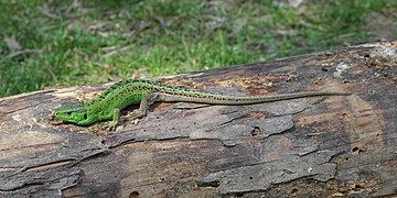 Lacerta agilis (Sand Lizard), male