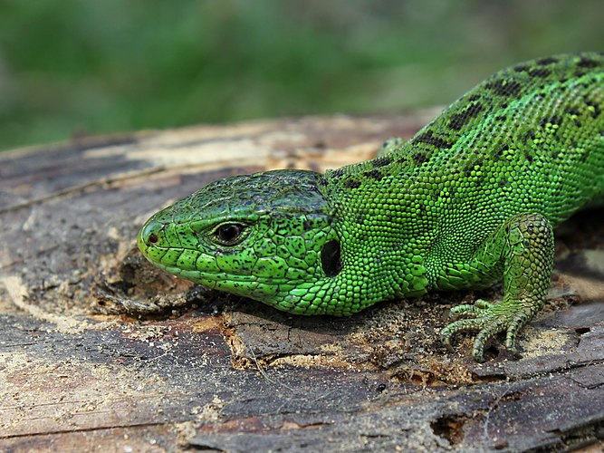 Прыткая ящерица (Lacerta agilis), самец в брачной окраске