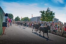 Lâcher de taureau dans les rues de Beaucaire.