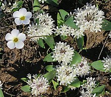 Lachenalia maughanii, Nieuwoudtville, South Africa Lachenalia maughanii00.jpg