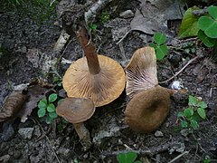 Lactarius subumbonatus: fotografijŏ