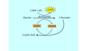 Lactic Acid Fermentation.svg