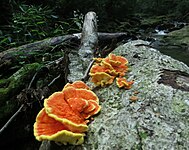 Chicken of the woods, a mushroom used as a substitute for chicken meat