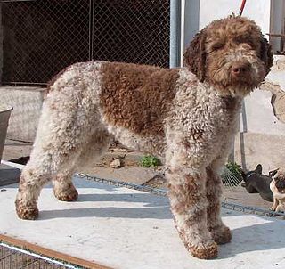 Lagotto Romagnolo Italian breed of dog