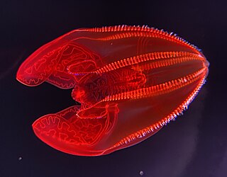 <i>Lampocteis</i> Genus of comb jellies