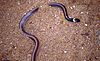 Lamprophiid Snake (Heteroliodon occipitalis) (9606828379) .jpg