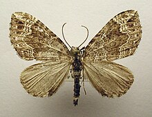 Lampropteryx otregiata.jpg