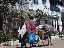 Eseltransport auf Lamu Island