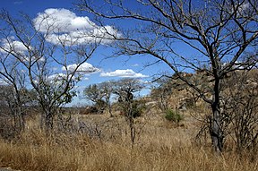 Landskap in die Nasionale Krugerwildtuin