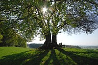 de:Drumlin-Buche de:Landstetten im Landschaftsschutzgebiet „de:Westlicher Teil des Landkreises Starnberg“ (LSG-00542.01).