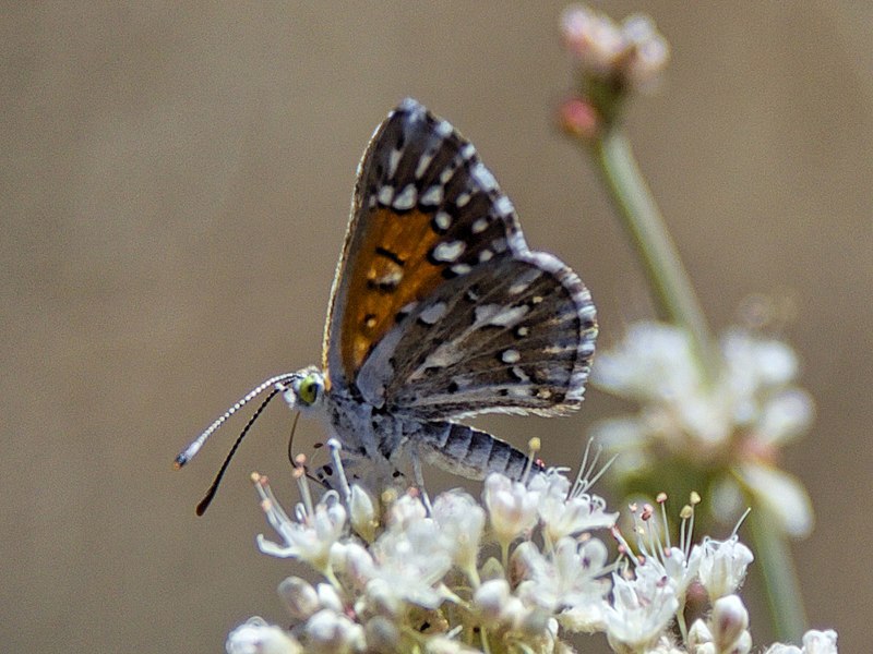 File:Lange's metalmark butterfly (28747200334) cropped.jpg