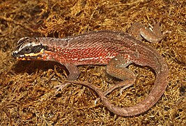 Leiocephalus personatus (Hispaniolan Masked Curly-Tailed Lizard)