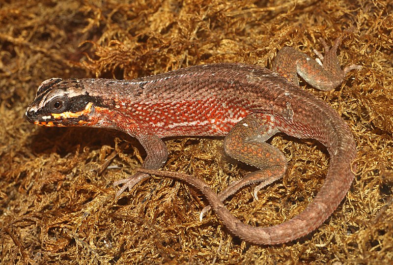 File:Leiocephalus-personatus-maskenleguan.jpg