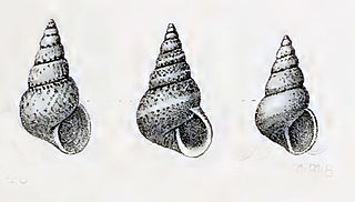 Leiopyrga lineolaris