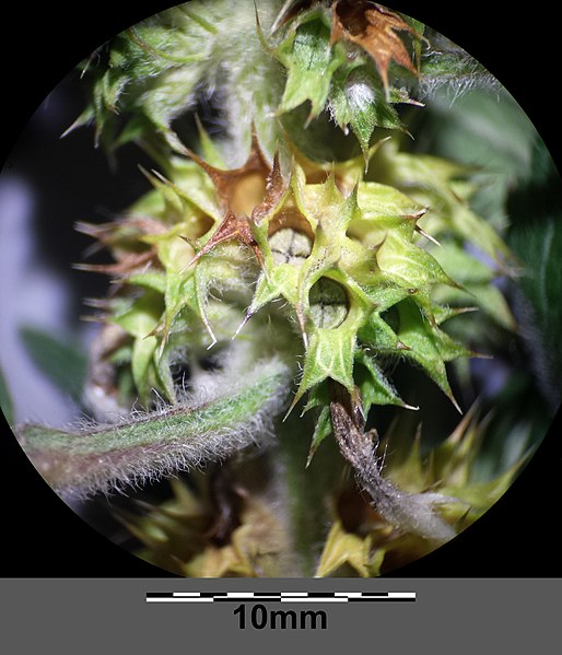 File:Leonurus cardiaca subsp. villosus sl23.jpg