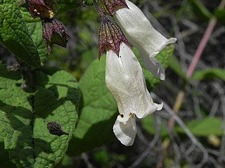 <i>Lepechinia cardiophylla</i> Species of plant